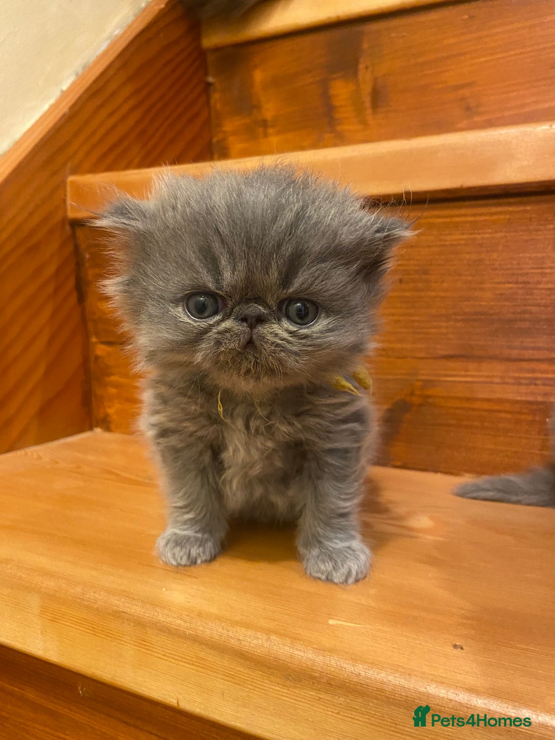 Persian cats for sale: Stunning pedigree Persian kittens - Advert 7
