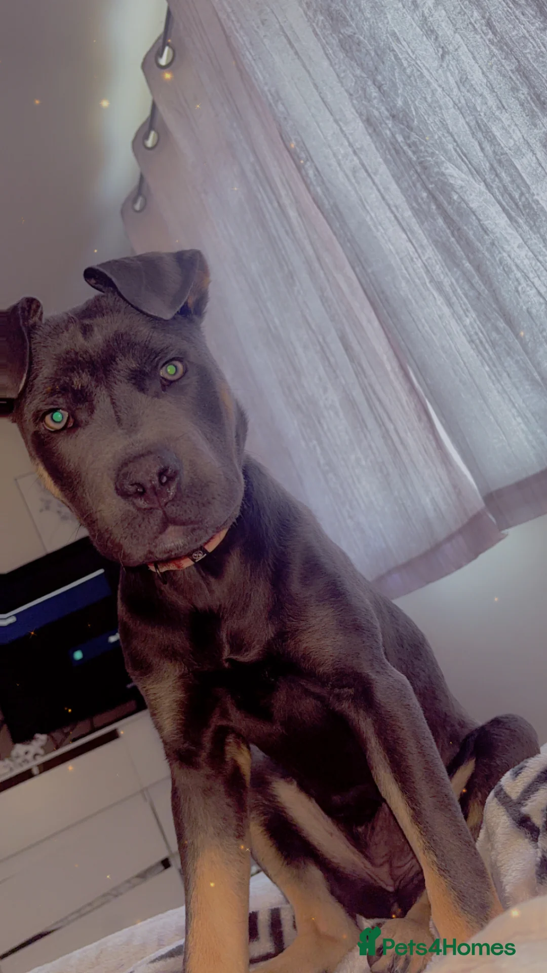 Mixed Breed dogs for sale: Dispy in Bedford - Advert 2