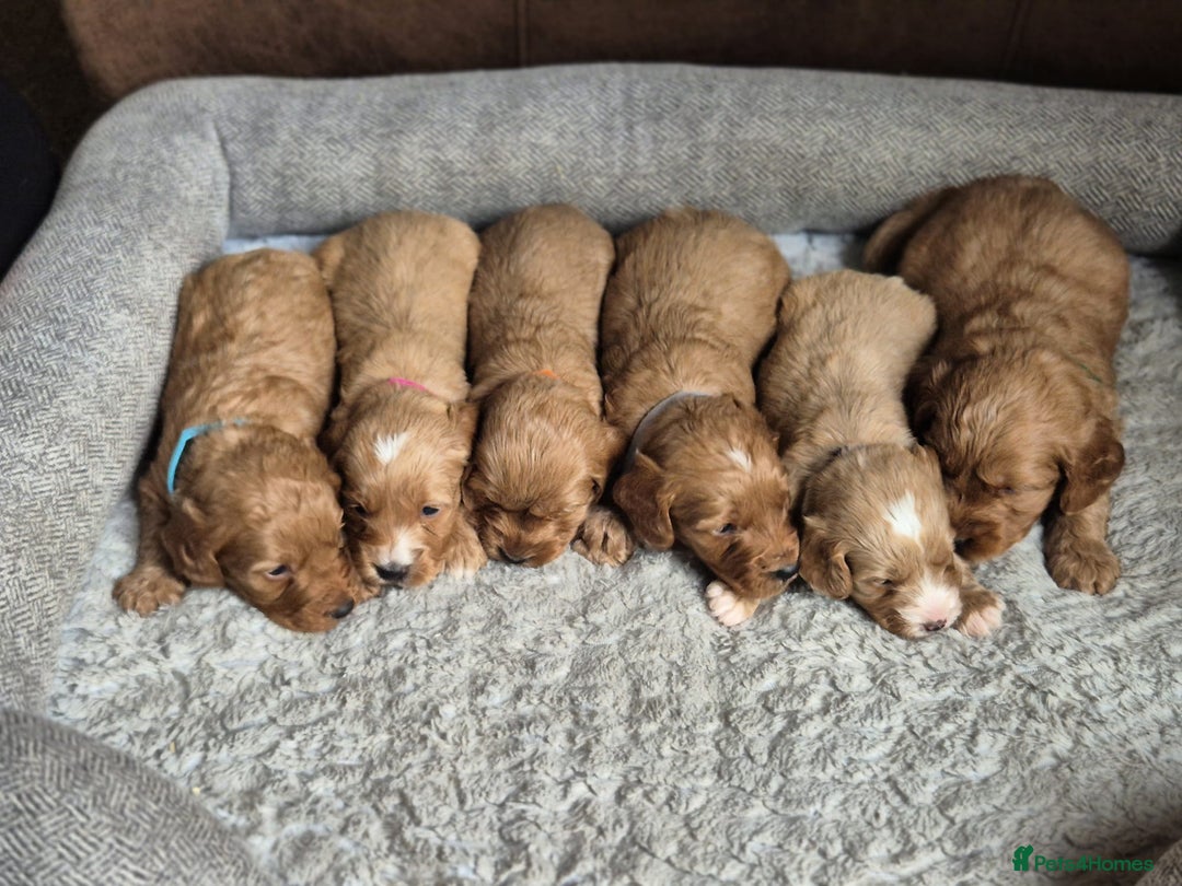 Cockapoo dogs for sale: Beautiful litter of 6 cockapoos - Image 13