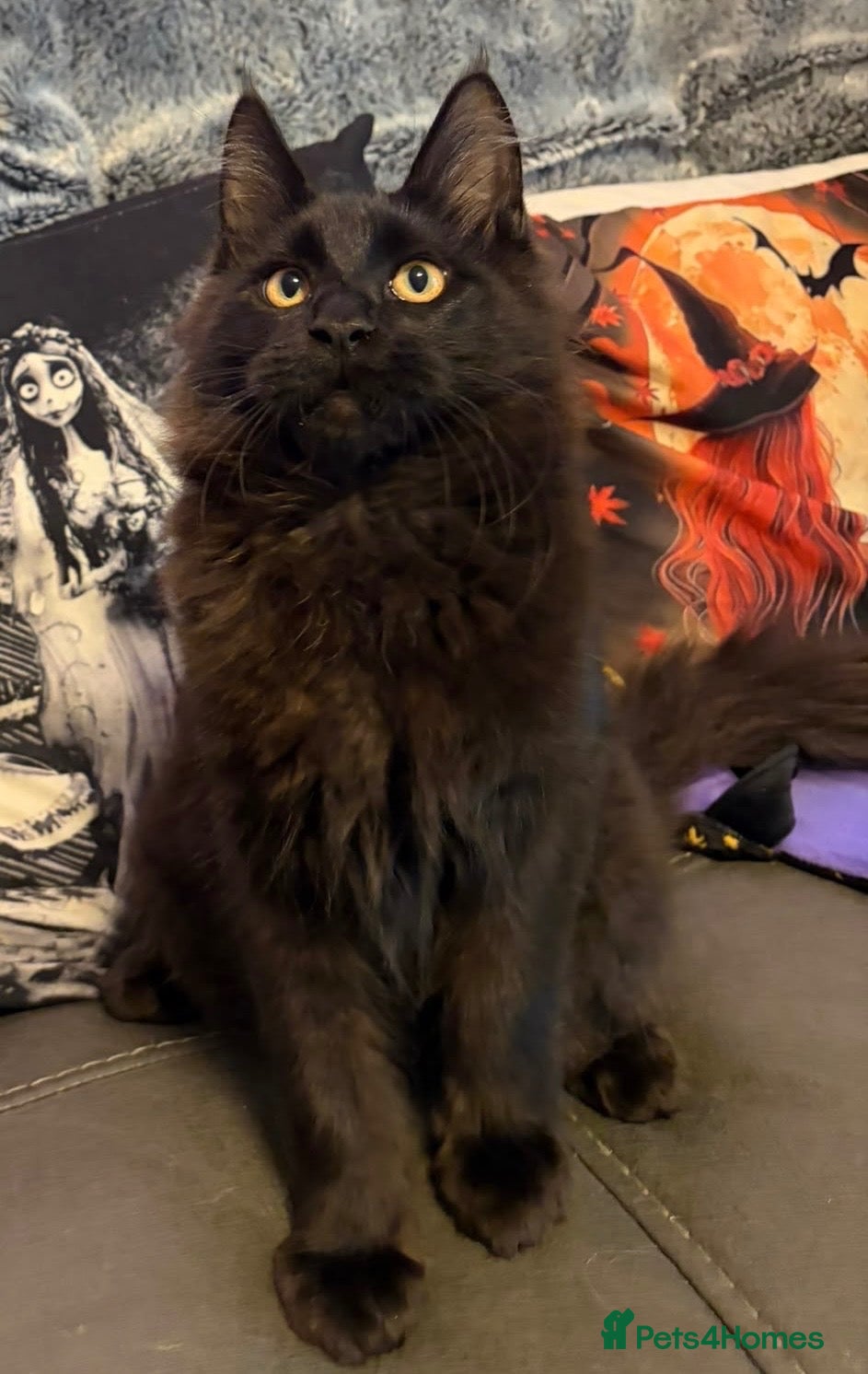 Maine Coon cats for sale: Reduced XL TICA Maine Coon Kitten active possible  - Advert 2
