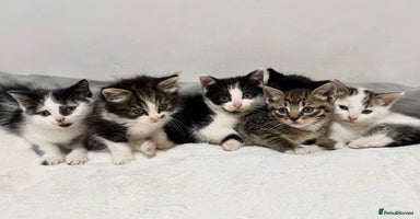 Mixed Breed cats - Advert 10
