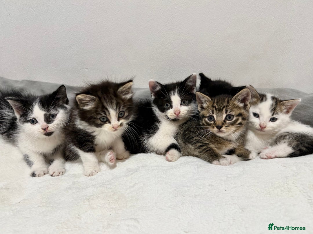 Mixed Breed cats for sale: Kittens for Sale !! - Image 2
