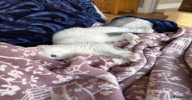 British Shorthair cats - Advert 11