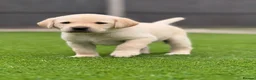 Labrador Retriever dogs for sale: Labrador puppies  - Advert 1