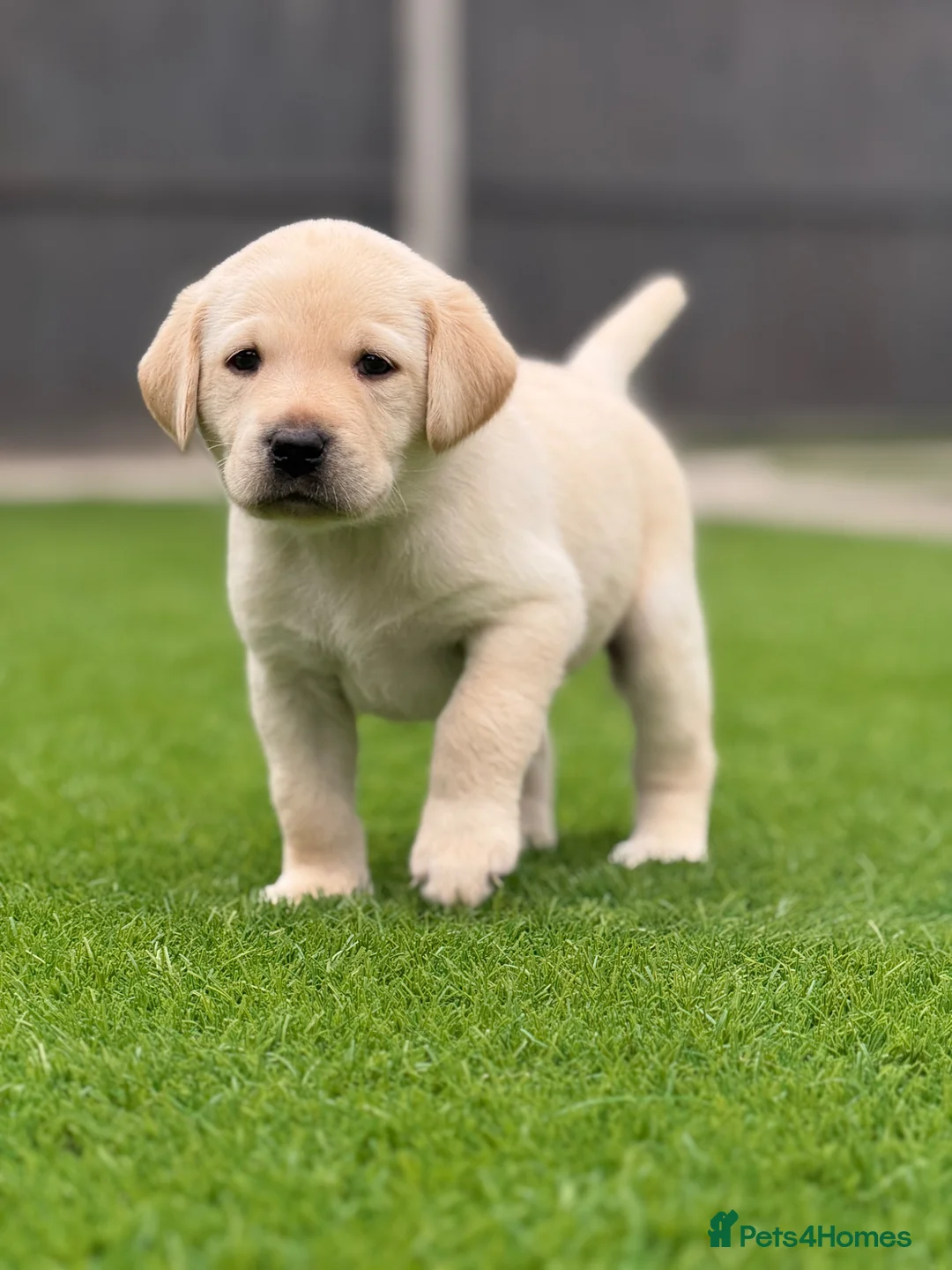 Labrador Retriever dogs for sale: Labrador puppies  - Advert 1