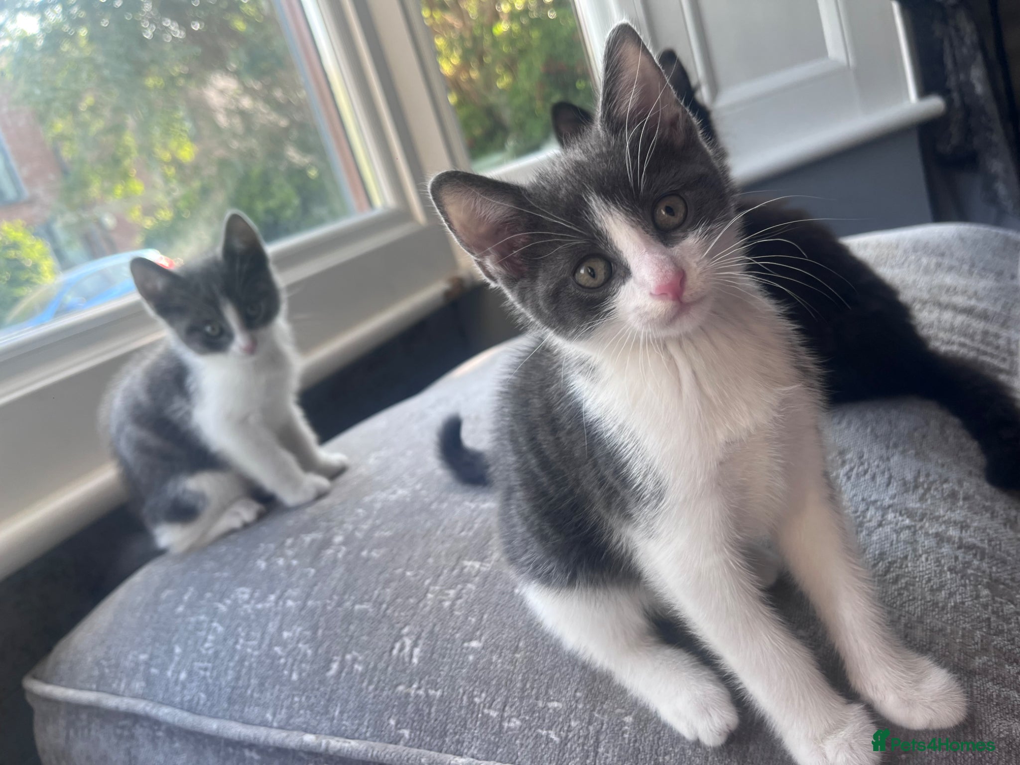 Domestic Shorthair cats Baby boy kittens  - Advert 2