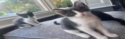 Domestic Shorthair cats for sale: Baby boy kittens  - Advert 1