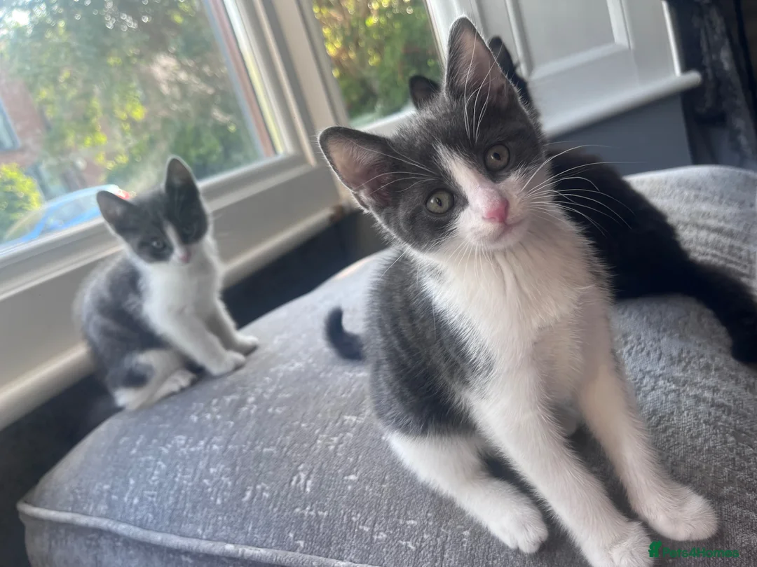 Domestic Shorthair cats for sale: Baby boy kittens  - Advert 1