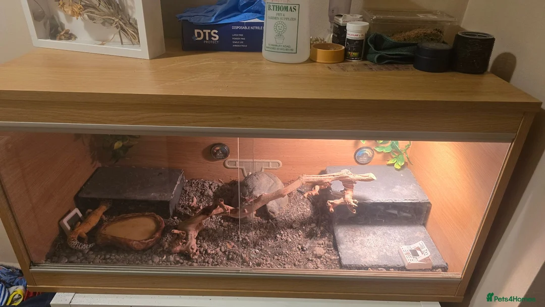 Leopard Gecko reptiles for sale: Female morph leaopard gecko and set up in Mountain Ash - Advert 5