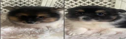 Mixed Breed dogs for sale: Gorgeous Pomeranian × Japanese Spitz Puppies in Falkirk - Advert 38