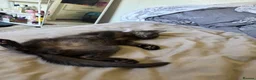 Mixed Breed cats for sale: Male cat  in Brighton - Advert 3