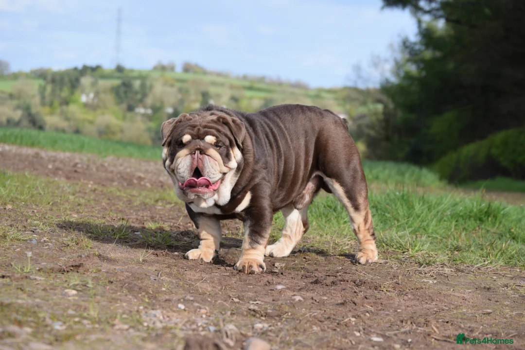 English Bulldog dogs for stud: GLEN COCO for stud - Advert 1