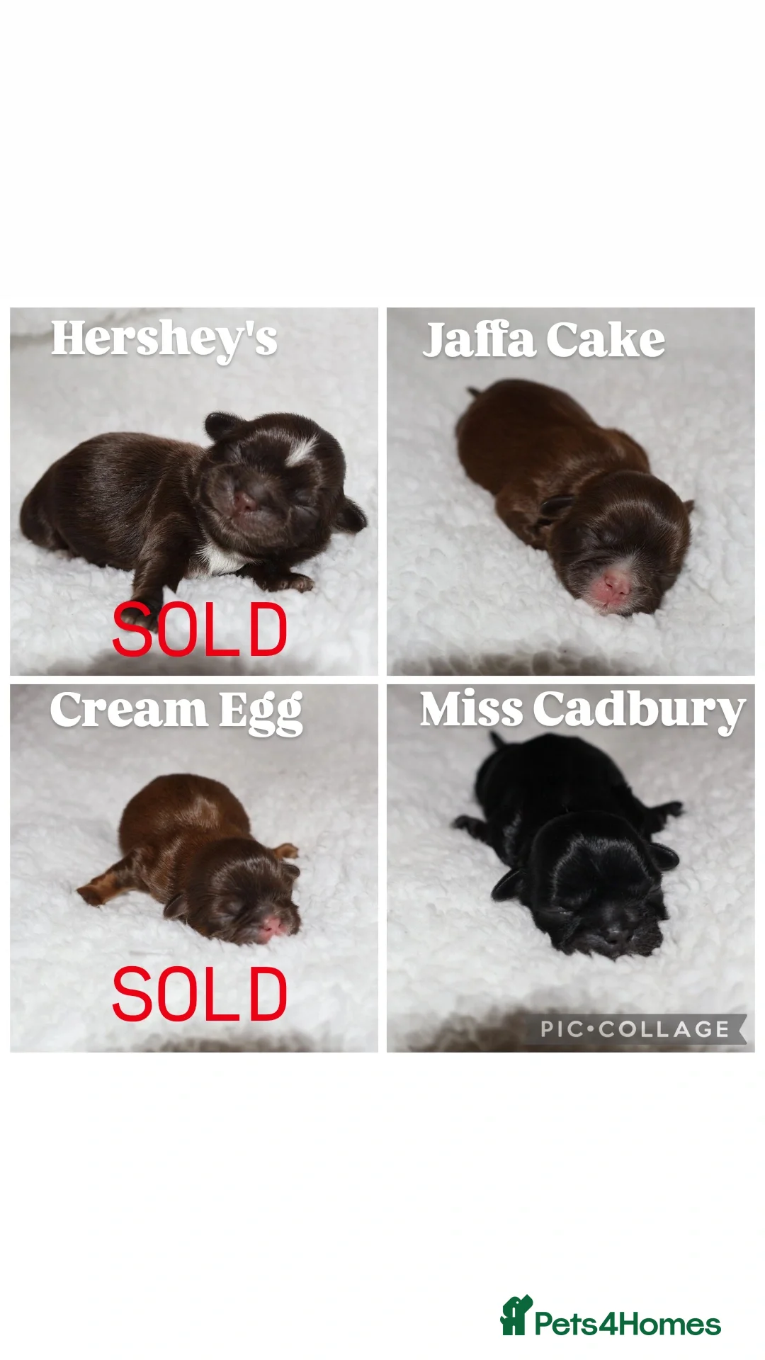 Shih Tzu dogs ⭐️ 5 STAR IMPERIAL SHIH TZU PUPPIES ⭐️ - Advert 2