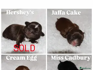 Shih Tzu dogs ⭐️ 5 STAR IMPERIAL SHIH TZU PUPPIES ⭐️ - Advert 2