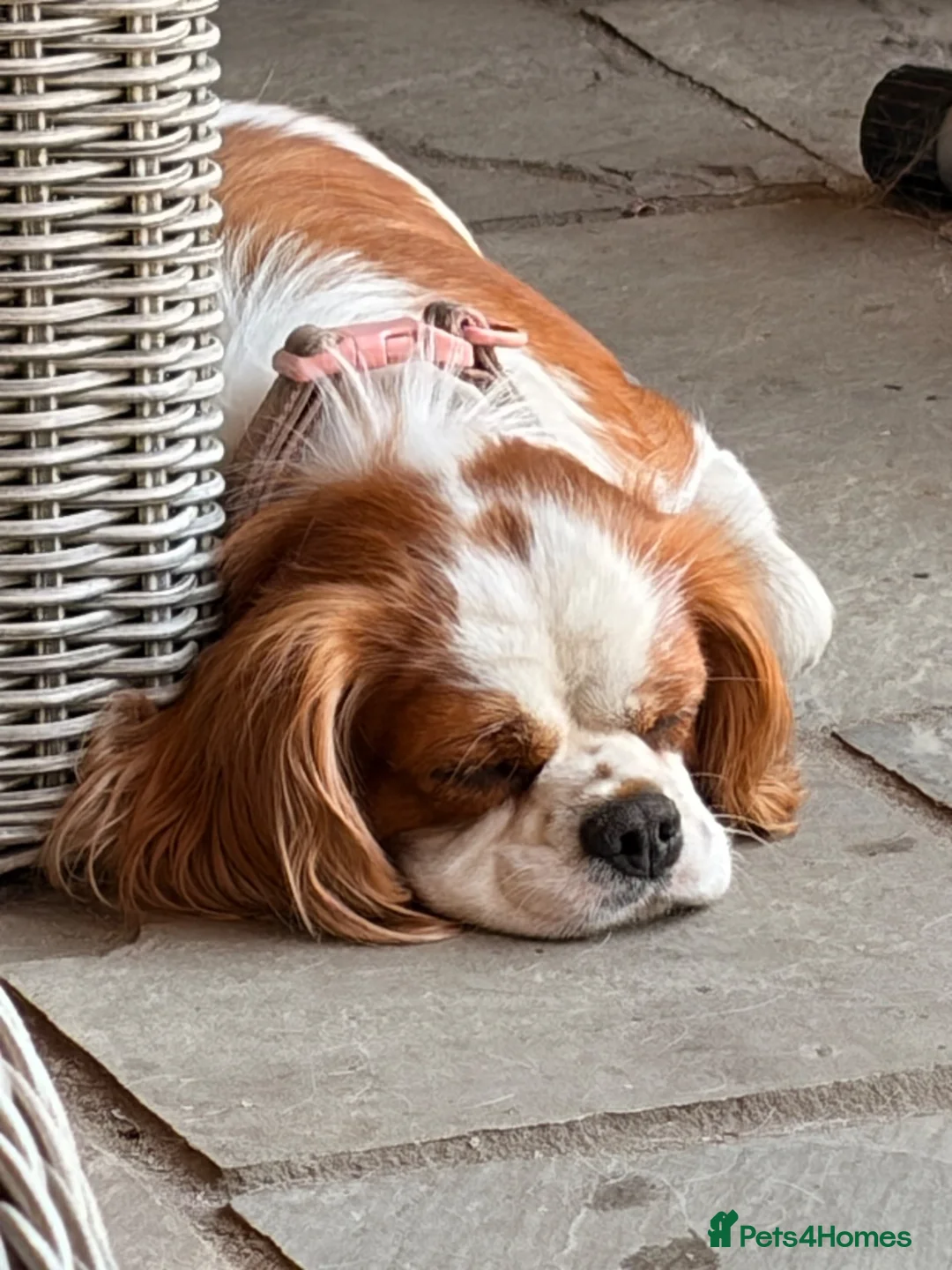 Cavalier King Charles Spaniel dogs for sale: Pedigree cavalier bitch  - Advert 2