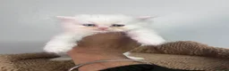 Persian cats for sale: Persian kittens for sale - blue eye beauty  - Advert 8
