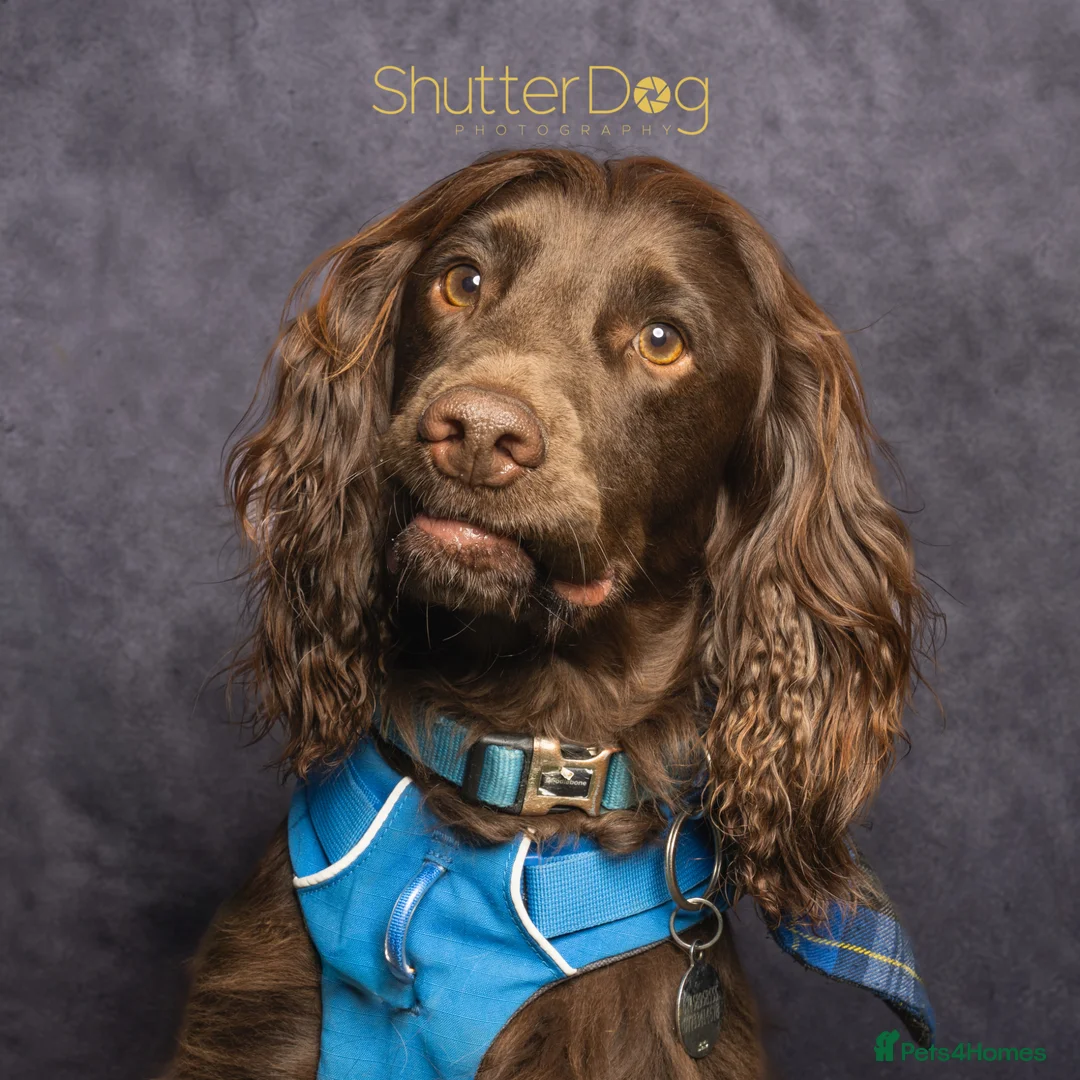 Cocker Spaniel dogs for stud: Fantastic KC registered working cocker spaniel  - Advert 1