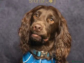 Cocker Spaniel dogs Fantastic KC registered working cocker spaniel - Advert 1