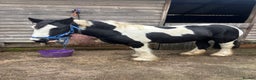 Irish Cob horses for sale: Pc pony / family ,rda lr  - Advert 4