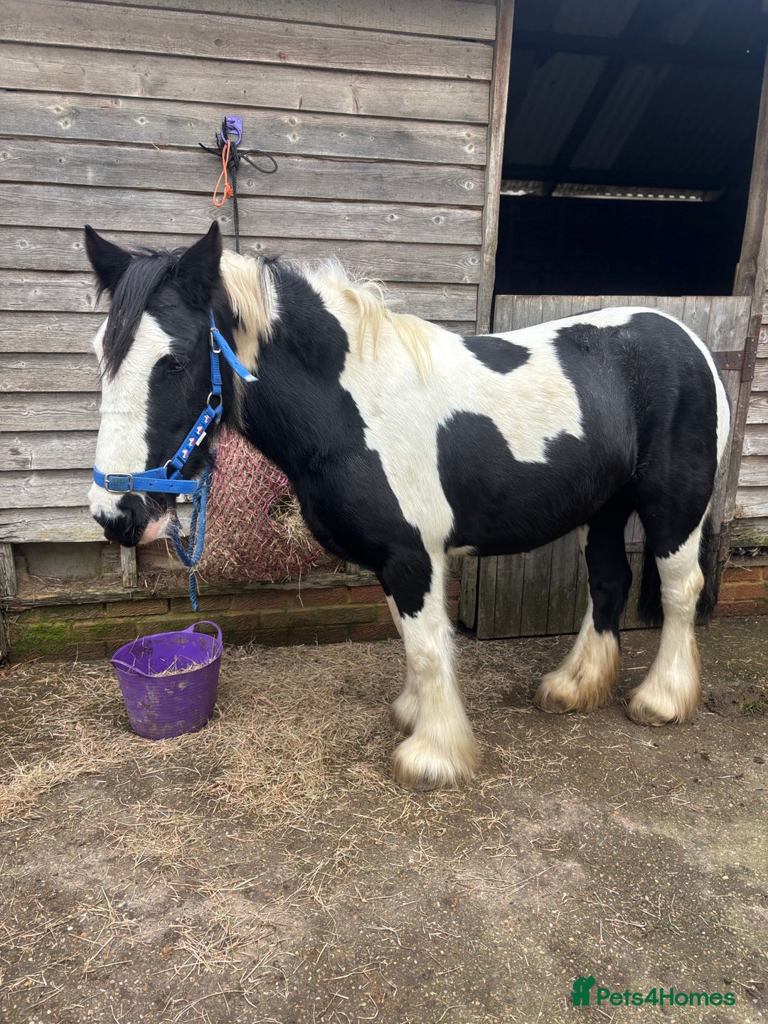 Irish Cob horses for sale: Pc pony / family ,rda lr  - Advert 4