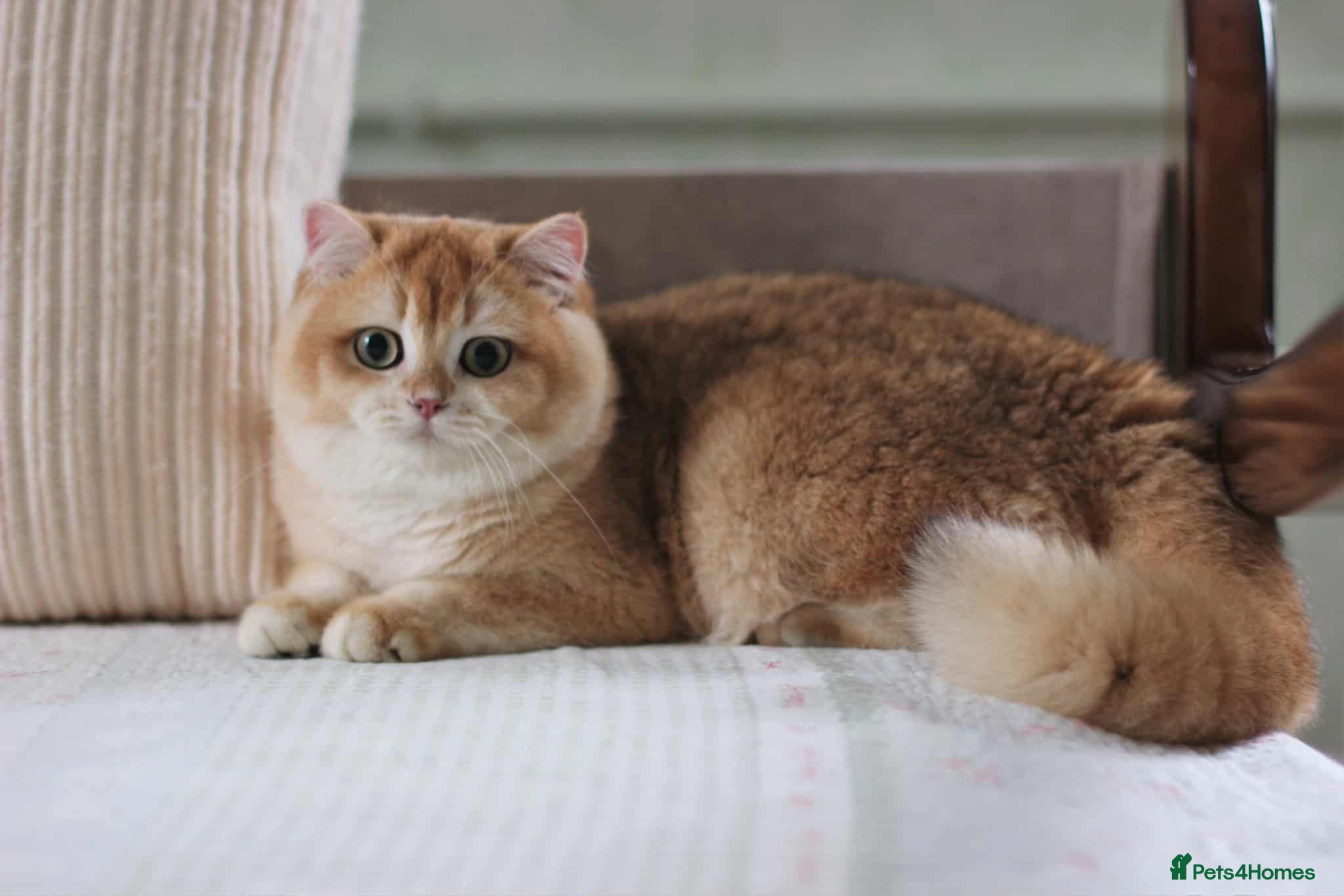 British Shorthair cats ⭐️⭐️⭐️⭐️⭐️Exceptional Pedigree Line - Advert 1