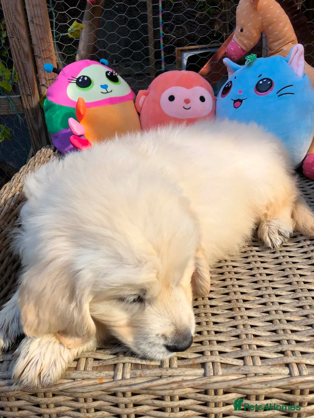 Golden Retriever dogs for sale: Beautiful golden retriever puppies  - Advert 2