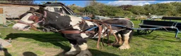 Irish Cob horses for sale: Traditional cob Rosie  in North Walsham - Advert 10