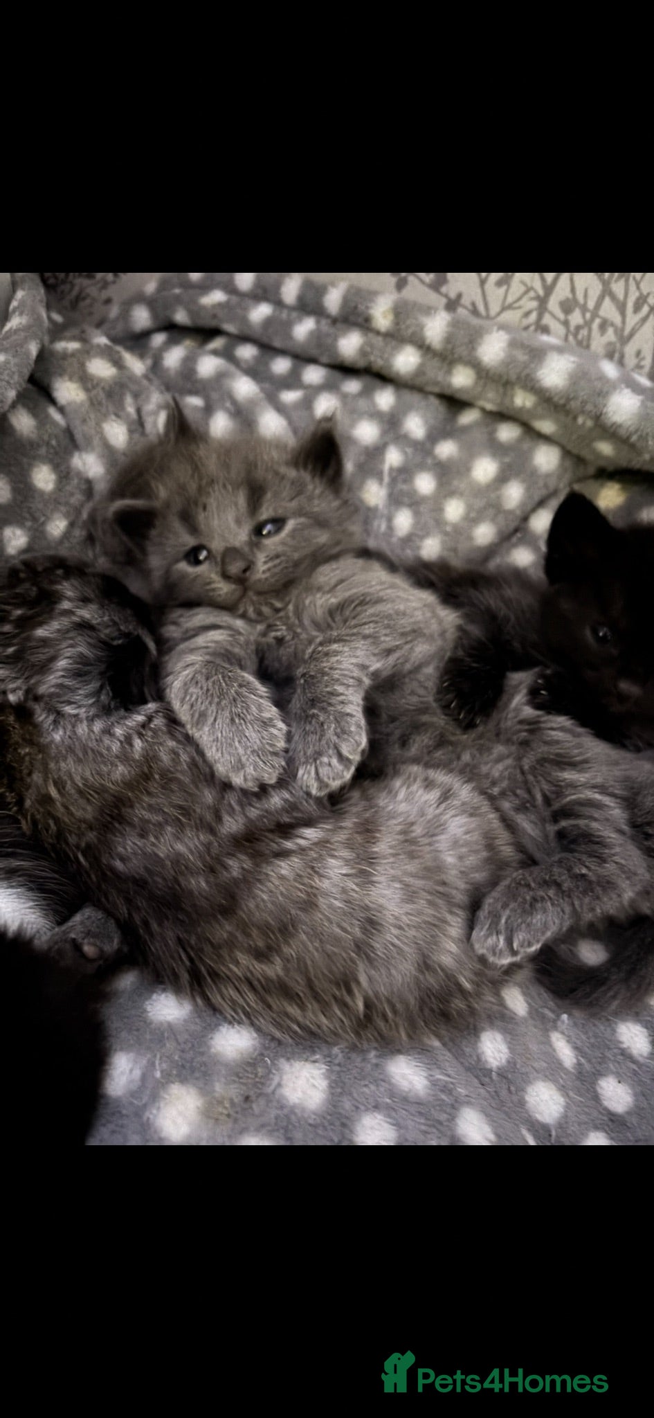 Ragdoll cats Ragdoll x tuxedo  - Advert 3