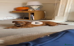 Mixed Breed dogs for sale: Red Floodle Pup - Image 5