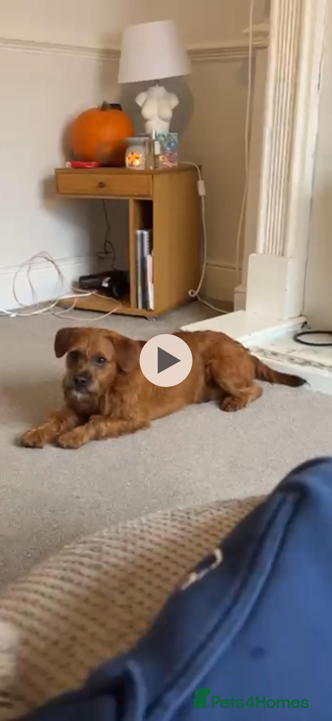 Mixed Breed dogs for sale: Red Floodle Pup - Image 5