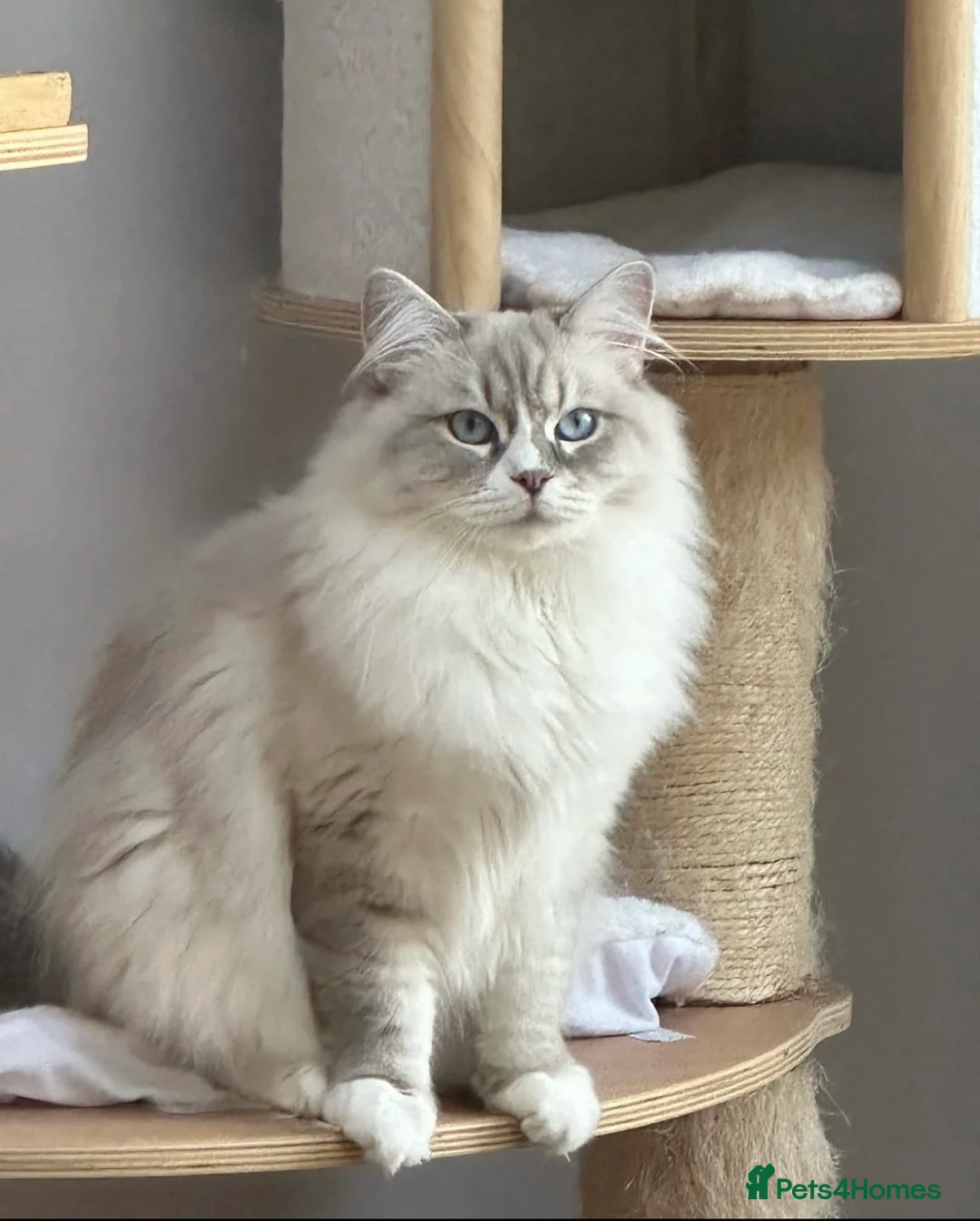 Siberian cats for sale: Looking for loving home  - Advert 2