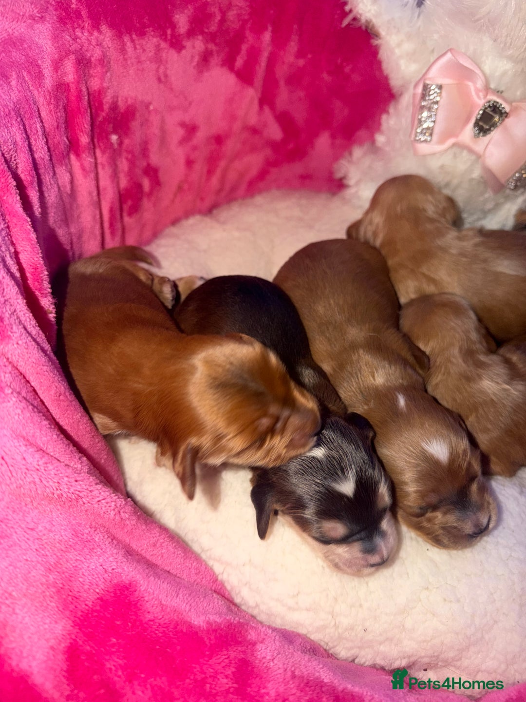 Cockapoo dogs for sale: Cockapoo pups  - Advert 18