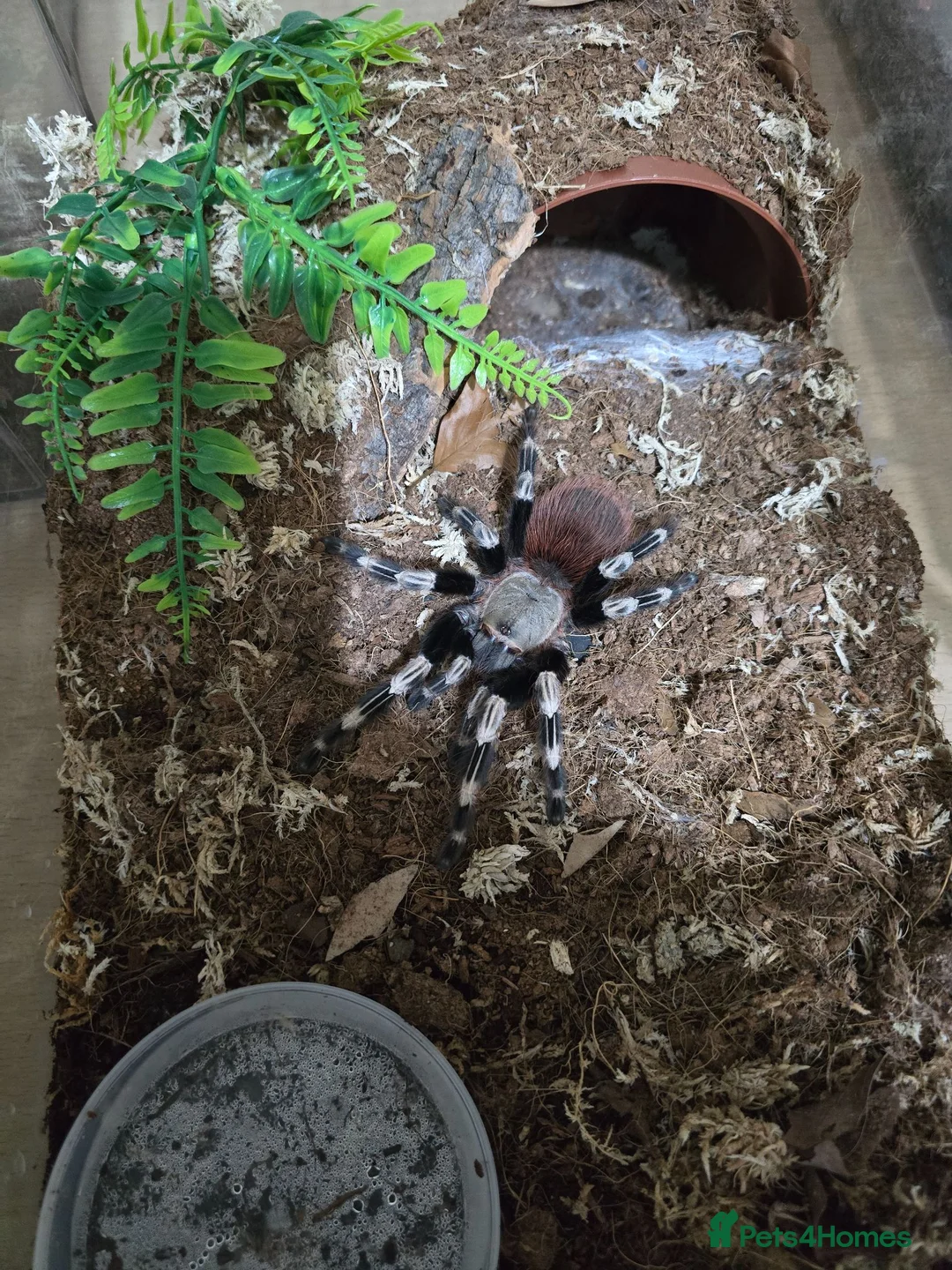 Tarantulas invertebrates for sale: 💥💥Mature & juvenile tarantulas 💥💥 - Advert 11