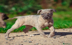 Whippet dogs for sale: 2 kc reg whippets - Image 4