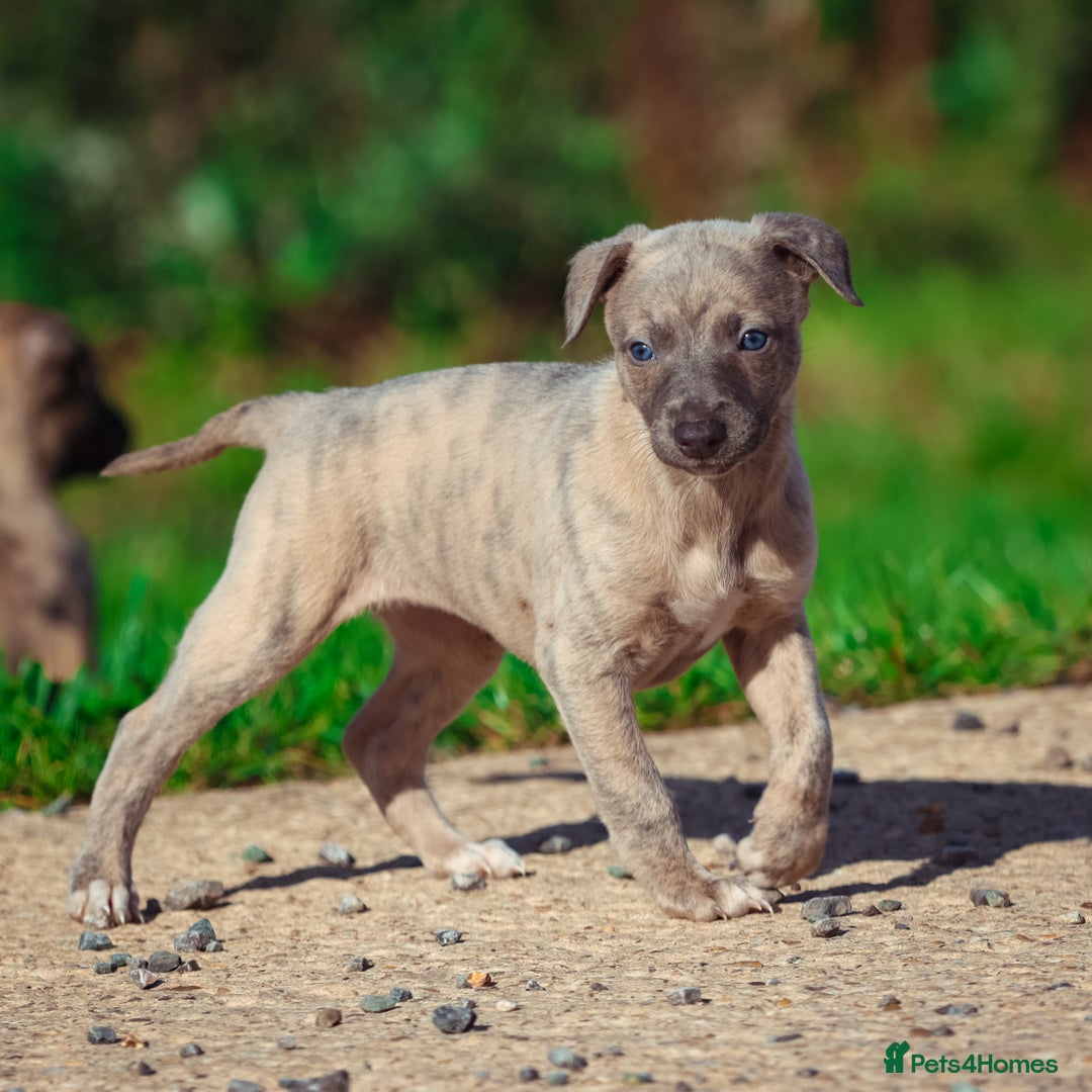 Whippet dogs for sale: 2 kc reg whippets - Image 4