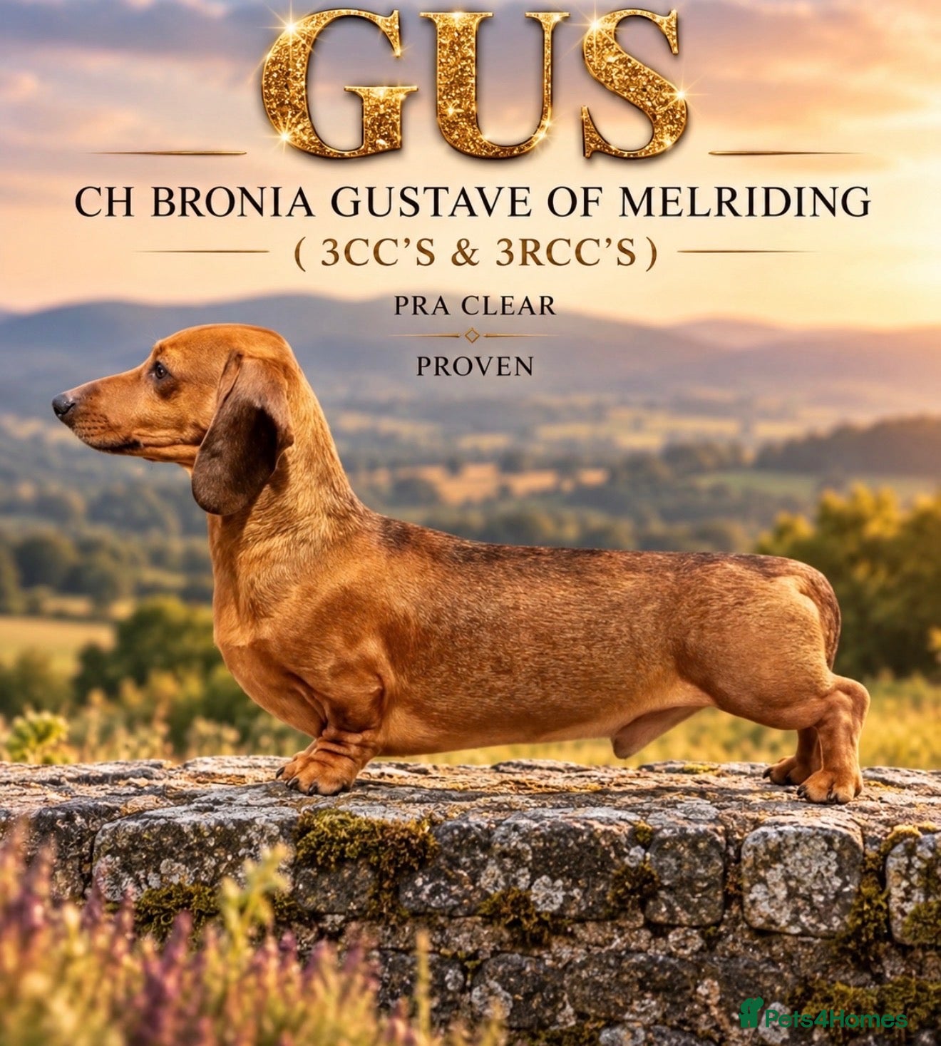 Miniature Dachshund dogs for stud: Champion mini smooth for stud  - Advert 4