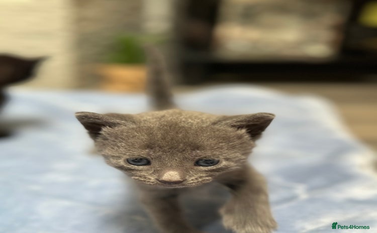 Siamese cats - Advert 1