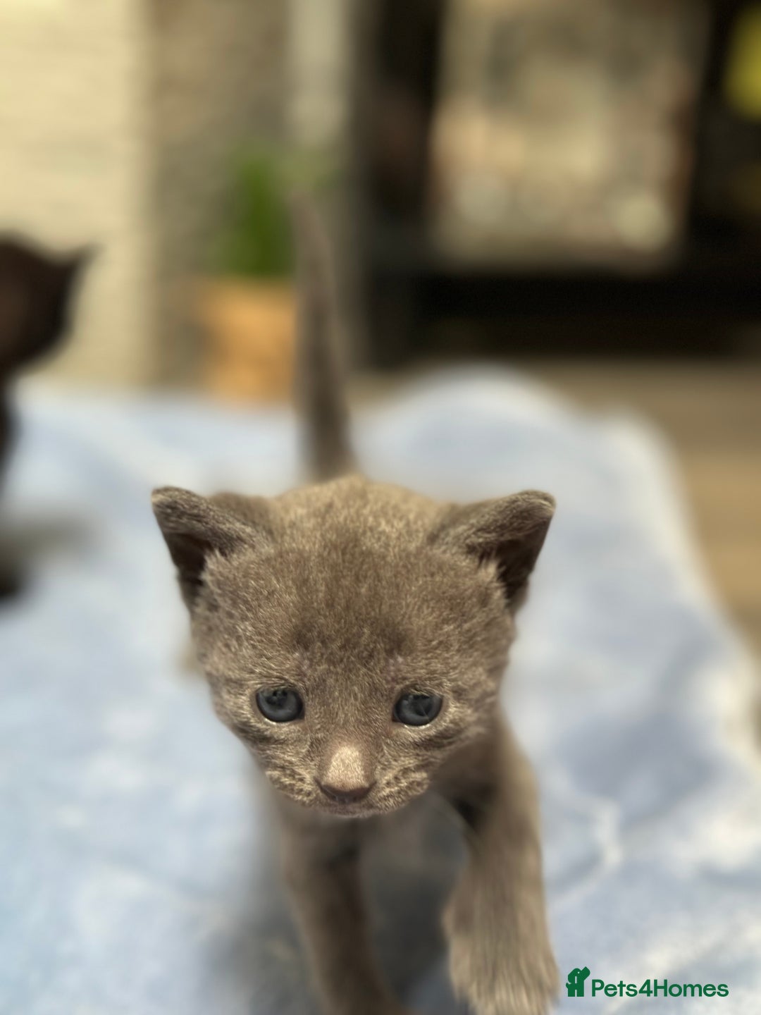 Siamese cats for sale: Kittens Siamese & Bombay Cross - Image 1