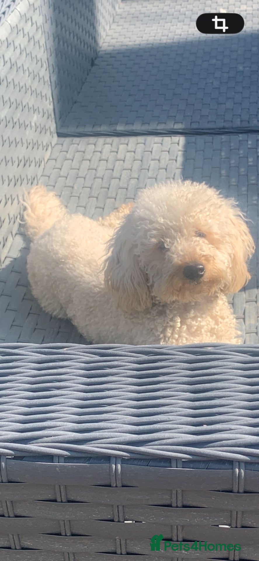 Toy Poodle dogs Stunning toy poodles  - Advert 7
