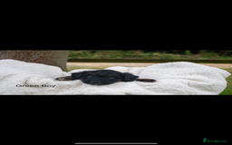 Bordoodle dogs for sale: GOLD STANDARD HIGH HEALTH COLLIPOO PUPPIES 🌟 - Image 6
