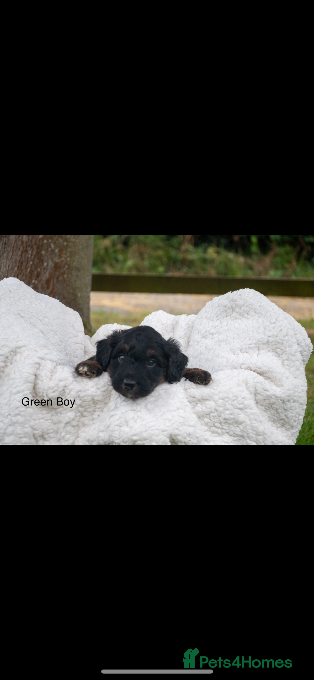 Bordoodle dogs for sale: GOLD STANDARD HIGH HEALTH COLLIPOO PUPPIES 🌟 - Image 6