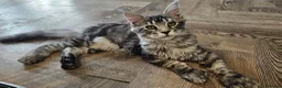 Maine Coon cats for sale: TICA polydactyl maine coon boy - Advert 6