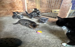 British Shorthair cats for sale: Beautiful kittens for sale - Image 40