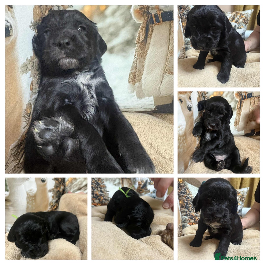 Cockapoo dogs for sale: Cockapoo puppies - Advert 13