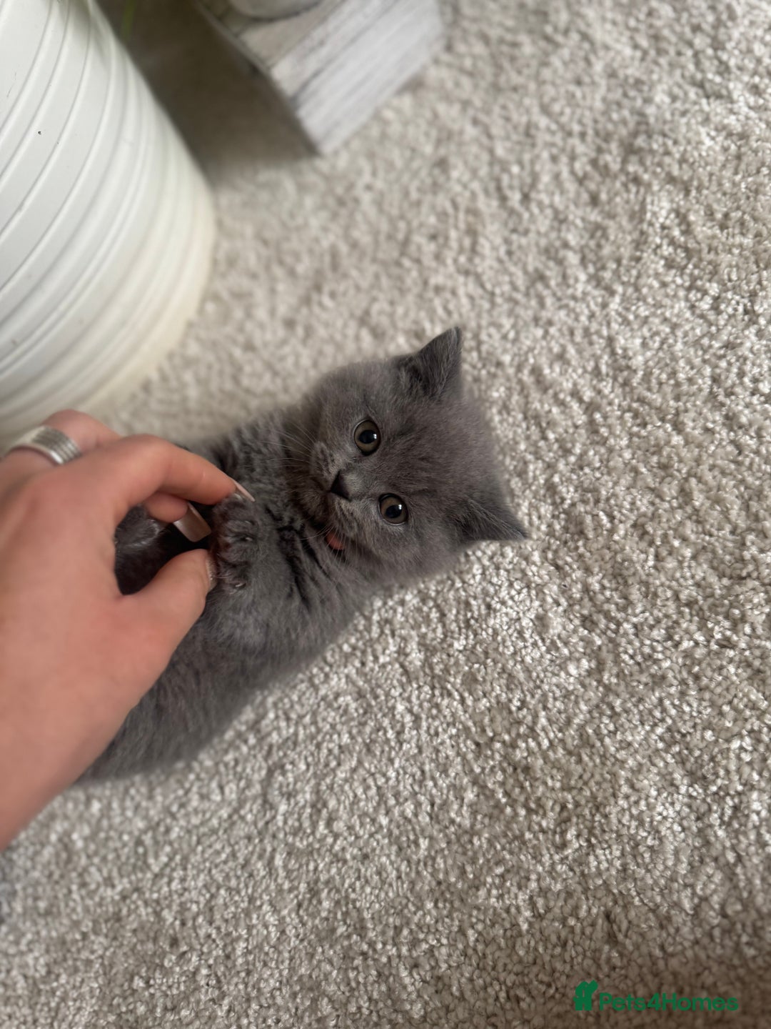 British Shorthair cats for sale: GCCF chunky blue British shorthair kittens😻🐾 - Image 3
