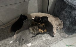 Scottish Fold cats for sale: Scottish fold + British shorthair  - Image 4