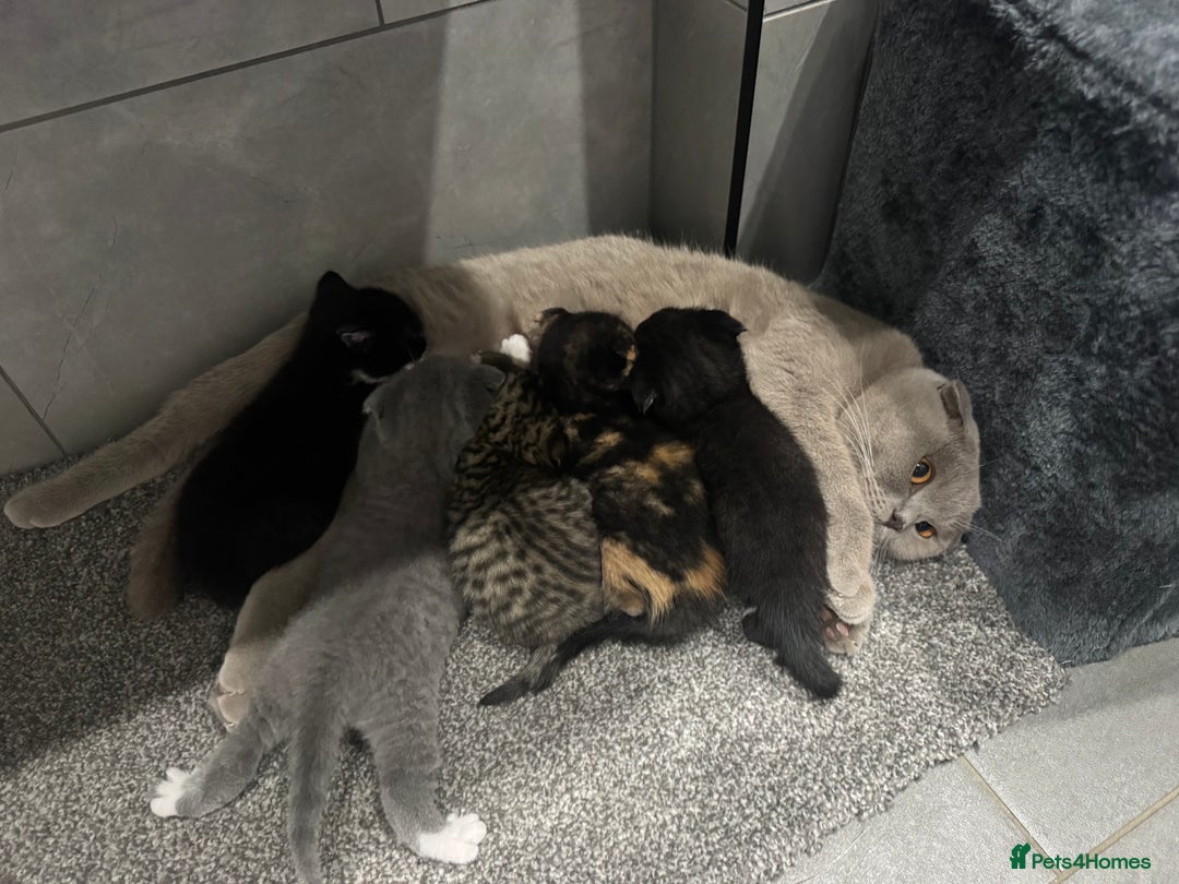 Scottish Fold cats for sale: Scottish fold + British shorthair  - Image 4