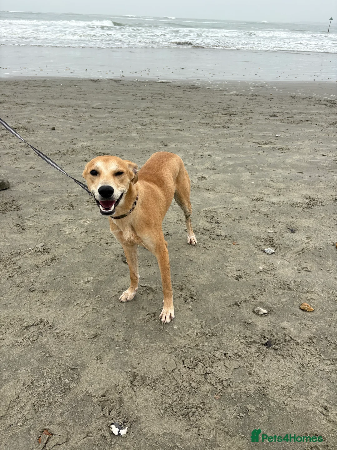 Mixed Breed dogs for sale: 9 month old lurcher puppy  - Advert 1