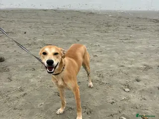 Mixed Breed dogs 9 month old lurcher puppy - Advert 8