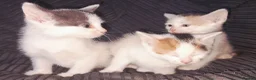 Mixed Breed cats for sale: 11 Adorable kittens 🐾 - Advert 19
